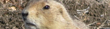 Prairie Dog
